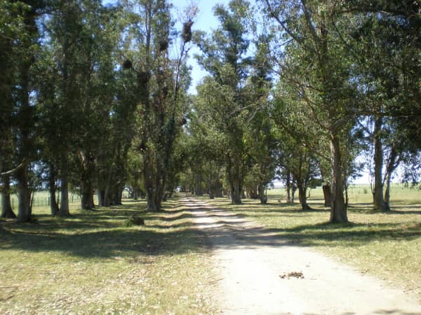 Campo